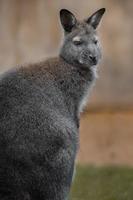 wallaby de pescoço vermelho foto