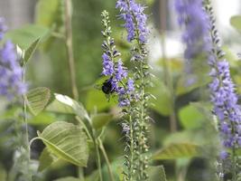 blue spiked speedwell veronica spicata florescendo em um jardim no verão foto