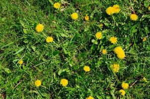 dente-de-leão amarelo cresce na grama verde durante o dia foto