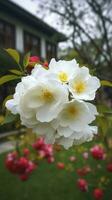 chinês Suzhou jardim, amarelo vermelho branco begônia flor, pétalas Alto definição, detalhe, cheio do flores, lindo, fundo claramente visível branco cerca e janelas, gerar ai foto