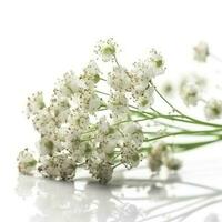 Gypsophila flores isolado em branco fundo, gerar ai foto