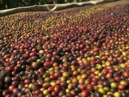 etíope vermelho e verde café cerejas deitado para seco dentro a Sol. isto processo é a natural processo. bona zuria, Etiópia, gerar ai foto