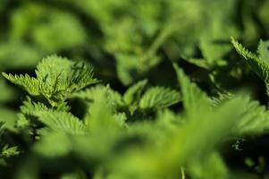 grama verde com folhas frescas closeup com fundo desfocado foto