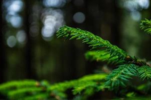 floresta da natureza dos Cárpatos em colinas verdes nas montanhas de verão foto