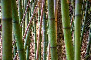 pequena floresta de bambu