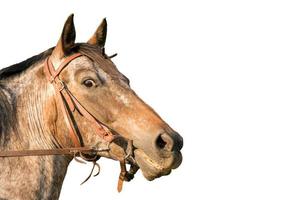 retrato de cavalo de um quarto de cavalo isolado no branco foto