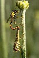 dois hoverflies acasalando em um talo de flor foto