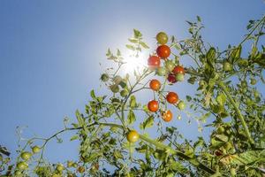 tomates vermelhos sob o sol tomates vermelhos pendurados em um arbusto na luz de fundo foto