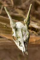 Crânio de veado esqueletizado com chifres na frente de um fundo marrom desfocado foto
