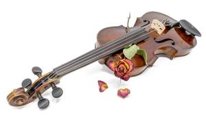 antigo violino brilhante com flor de rosa amarela vermelha murcha foto