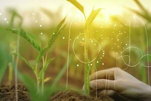 agrícola tecnologias para crescendo plantas e científico pesquisa dentro a campo do biologia e química do natureza. vivo verde brotar dentro a mãos do uma agricultor, gerar ai foto