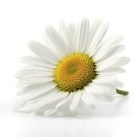 margarida flor isolado em branco fundo Como pacote Projeto elemento, gerar ai foto