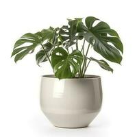 monstera deliciosa folha, a Ceriman, floração plantar nativo para tropical florestas Palma folha com orifício padronizar isolado em branco fundo, gerar ai foto