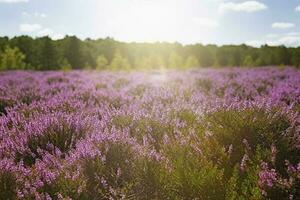 Érica flor campo, verão estação , gerar ai foto