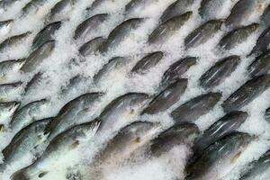 fresco peixe em gelo dentro a mercado foto