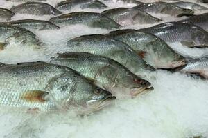 fresco peixe em gelo dentro a mercado foto