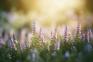 Érica flor campo, verão temporada, bokeh efeito , gerar ai foto