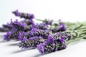 lindo lavanda flores em branco fundo, gerar ai foto