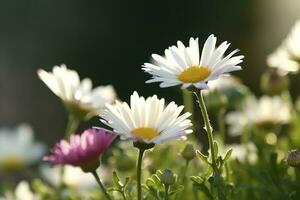 ensolarado fechar acima do uma poucos margarida flores em flor Prado , gerar ai foto