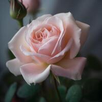 Rosa concurso rosa flor ai gerado foto