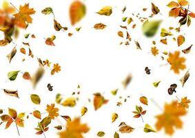 folha de bordo de outono isolada no fundo branco foto
