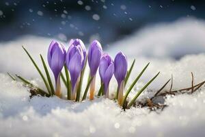 açafrões - florescendo roxa flores fazer seus caminho a partir de debaixo a neve dentro cedo primavera, fechar-se com espaço para texto , gerar ai foto