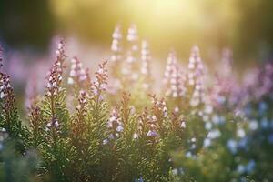 Érica flor campo, verão temporada, bokeh efeito , gerar ai foto