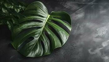 tropical Palma monstera folhas isolado em cinzento mesa fundo. , gerar ai foto