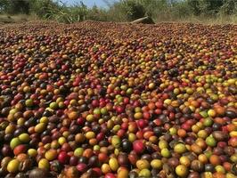 etíope vermelho e verde café cerejas deitado para seco dentro a Sol. isto processo é a natural processo. bona zuria, Etiópia, gerar ai foto