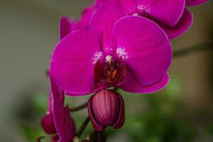 uma roxa orquídea com branco pontos em a pétalas foto
