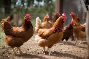 galinhas caminhando dentro a Fazenda quintal. agricultura e agricultura. ai gerado. foto