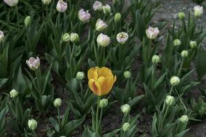 colorida flores às edwards jardins dentro toronto, ontário. foto