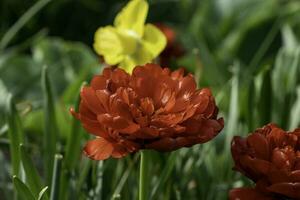 colorida flores às edwards jardins dentro toronto, ontário. foto