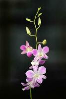 colorida orquídea flor foto