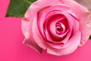 Rosa rosa flor fechar-se macro pétalas círculo em Rosa papel fundo foto