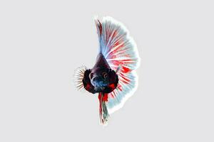 colorida beta lutador peixe foto