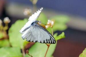 lindo borboleta variedade em flores foto