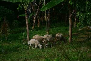 animais preparado para abate durante eid al-adha. sacrifício ou sacrifício dia em eid al-adha dentro Indonésia. foto