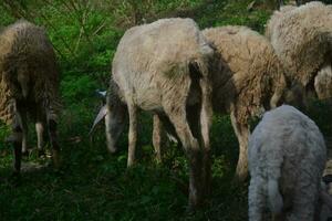 animais preparado para abate durante eid al-adha. sacrifício ou sacrifício dia em eid al-adha dentro Indonésia. foto