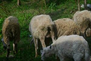 animais preparado para abate durante eid al-adha. sacrifício ou sacrifício dia em eid al-adha dentro Indonésia. foto