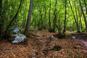 árvores na floresta foto