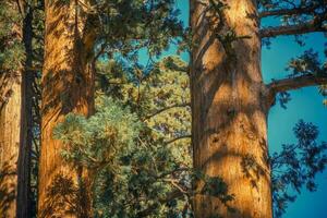 Califórnia gigante sequoias foto