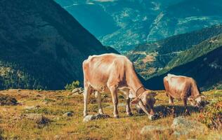 vacas comendo Relva perto montanha faixa. foto