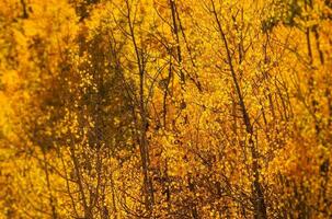 amarelo aspen árvores foto