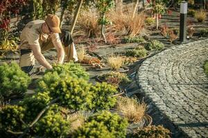 plantio Novo jardim árvores foto