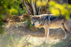 mexicano Lobo lobo foto