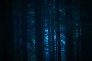 Sombrio floresta às noite foto