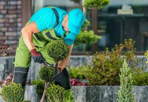 mantendo jardim árvores forma foto