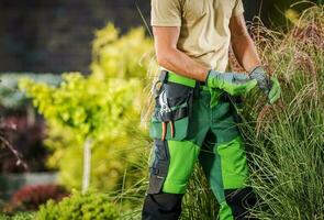 profissional jardim trabalhador verificação em decorativo gramíneas foto