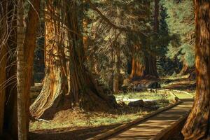 gigante sequoias inícios de trilha foto